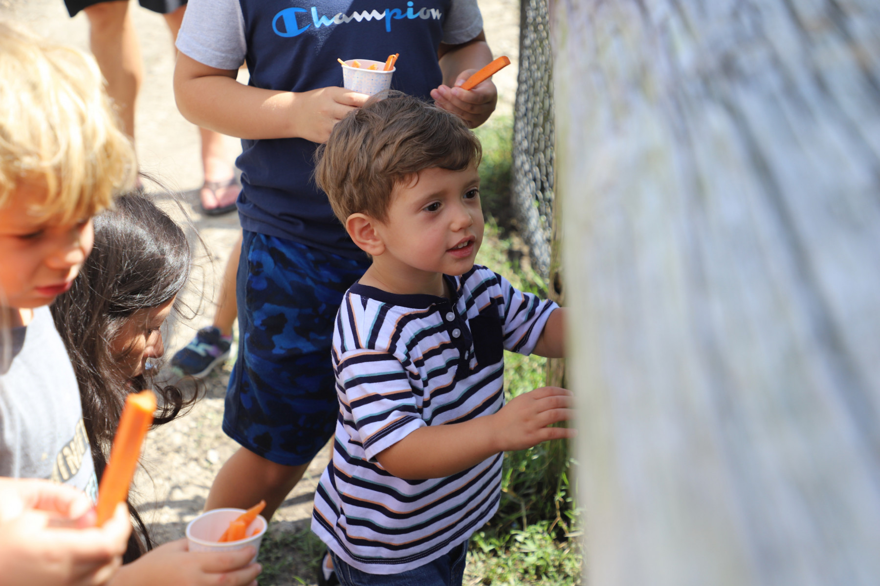 Some children look through the fence of an animal enclosure on a sunny day.